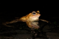 30169 Bufo bufo (Rospo comune)